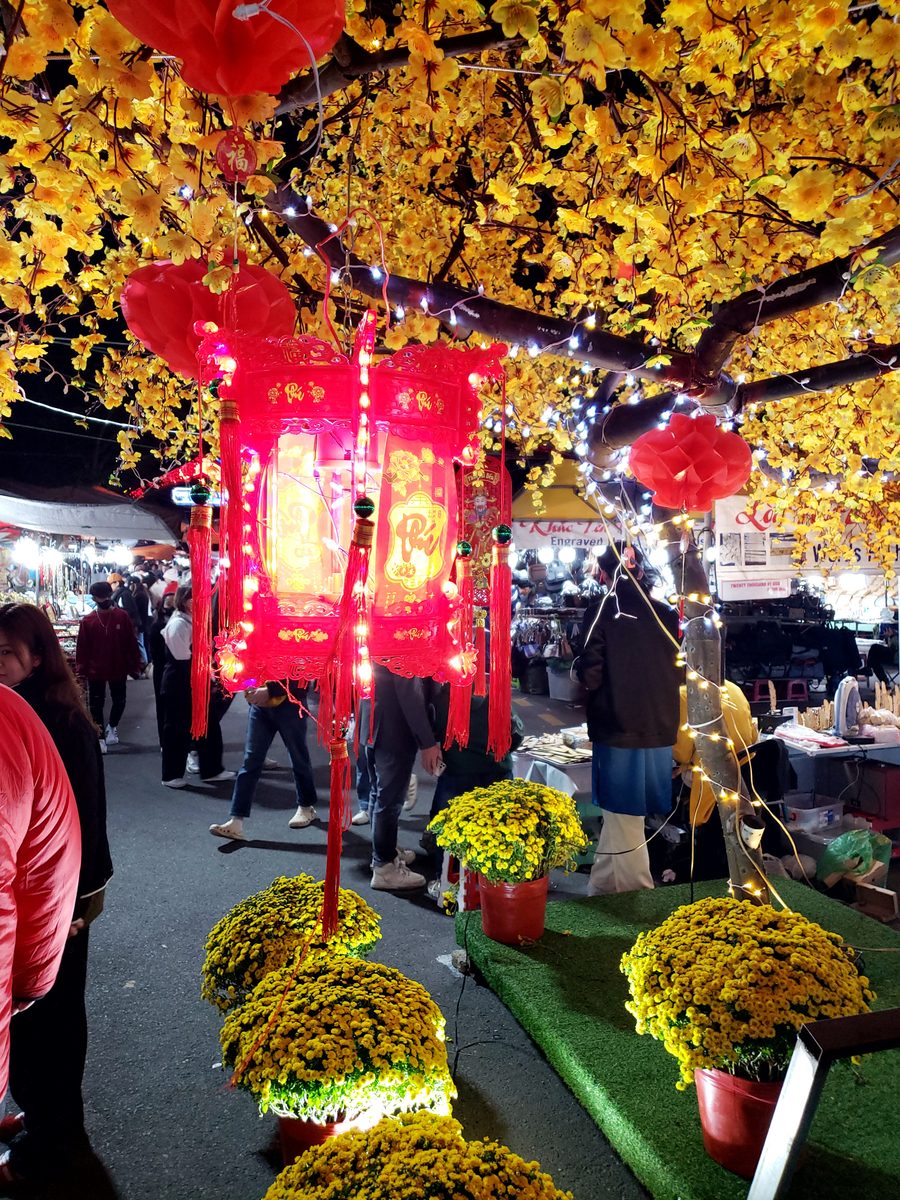 A large red Tet lantern hanging above yellow hoa mai and chrysanthemums at night